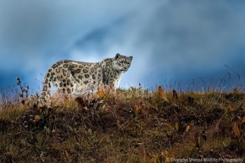 Snow Leopard Research in Nepal